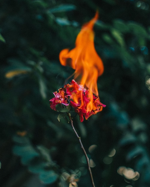 Disparo vertical de una flor roja en llamas en un bosque