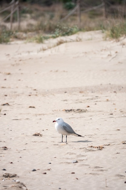 Disparo vertical de una gaviota en la costa de Barcelona, España