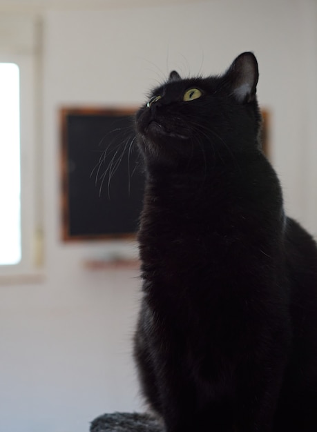 Un disparo vertical de un hermoso gato negro con ojos verdes en borrosa
