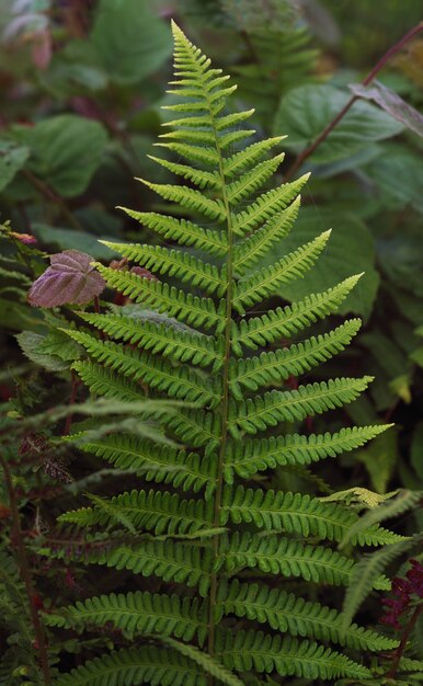 Disparo vertical de hojas de plantas de helecho fresco verde