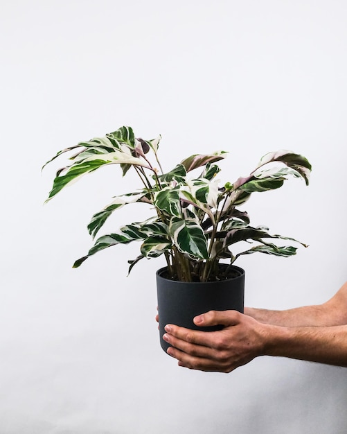 Disparo vertical de un hombre sosteniendo una planta en maceta de fusión blanca Calathea cerca de una pared blanca