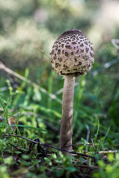 Disparo vertical de un hongo parasol que crece en la naturaleza