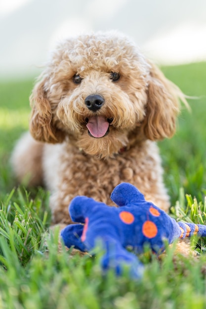 Disparo vertical de un lindo perro Cavapoo con un juguete azul en un parque