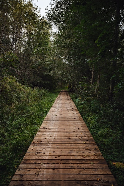 Disparo vertical de un malecón en un bosque rodeado de vegetación