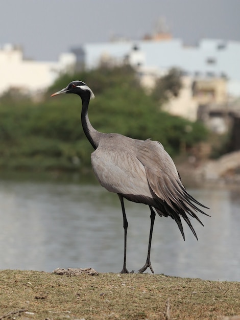 Disparo vertical de un pájaro grúa Demoiselle posado en el suelo