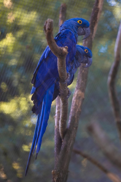 Disparo vertical de un pájaro guacamayo de Lear en una rama de árbol