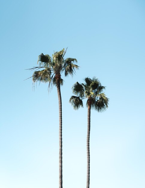 Disparo vertical de palmeras bajo un cielo azul claro en un día soleado