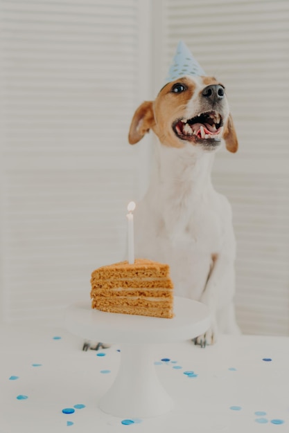 Disparo vertical del perro jack russel terrier celebra las poses de cumpleaños de un año cerca de un delicioso pastel con una vela encendida usa un sombrero de cono disfruta de la fiesta Las mascotas tratan a los animales y el concepto festivo de vacaciones