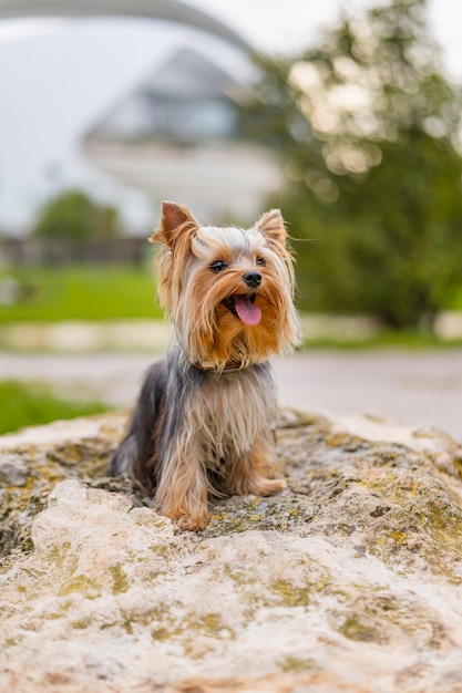 Disparo vertical de un perro Yorkshire terrier sentado sobre la roca en el parque