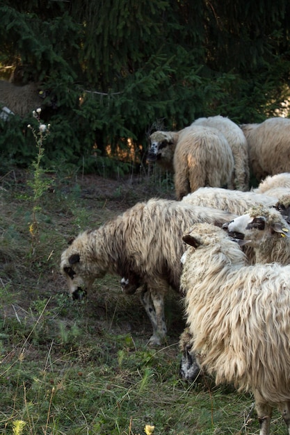 Disparo vertical de un rebaño de ovejas en el bosque