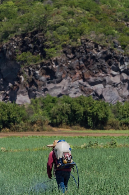 Un disparo vertical de trabajadores regando el campo de cebollas.