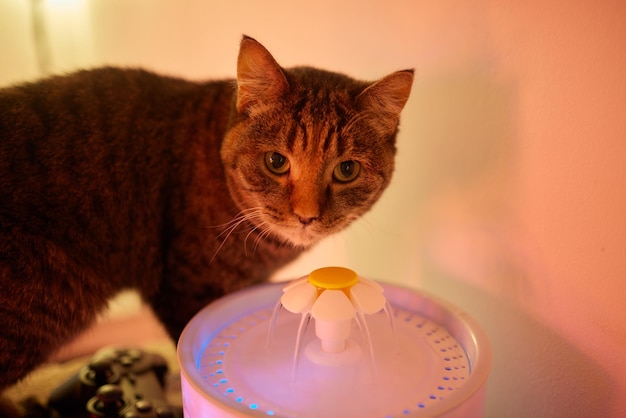 Dispensador de agua para mascotas con recarga automática por gravedad