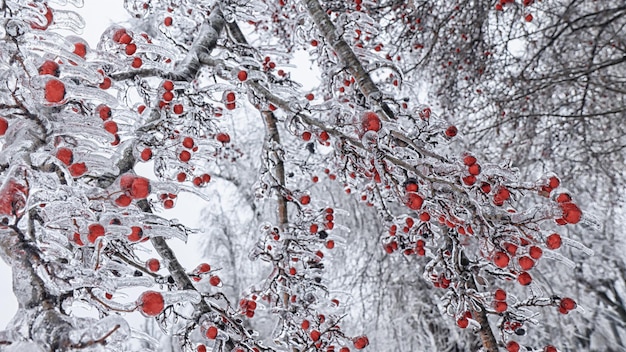 Foto una dispersión de bayas rojas en el hielo en una rama con helados congelándose en la naturaleza