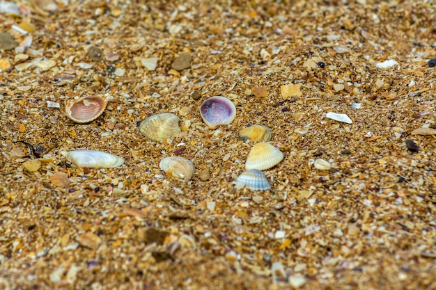 Una dispersión de conchas marinas en la playa.