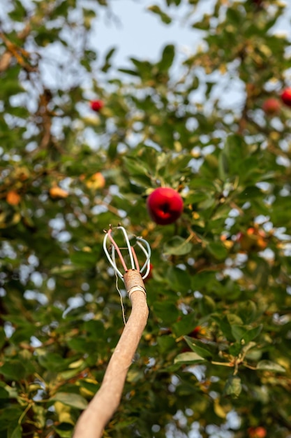 Dispositivo para remover maçãs de uma árvore Indústria agronômica agrícola