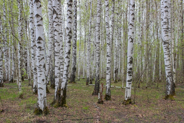 Dissolva o bosque de bétulas no início da primavera