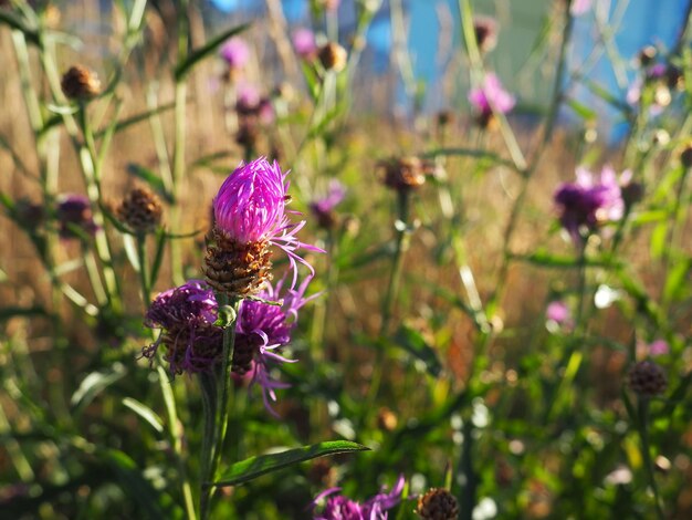 Distel Cirsium Gattung der mehrjährigen oder zweijährigen krautigen Pflanzen der Familie Asteraceae oder Asteraceae Lila Wildblumen auf der Wiese Stadtblumen