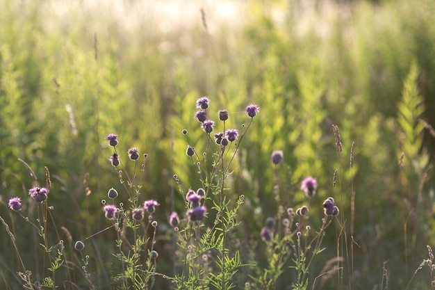 Distel, die auf der Wiese wächst, schönes Sonnenunterganglicht