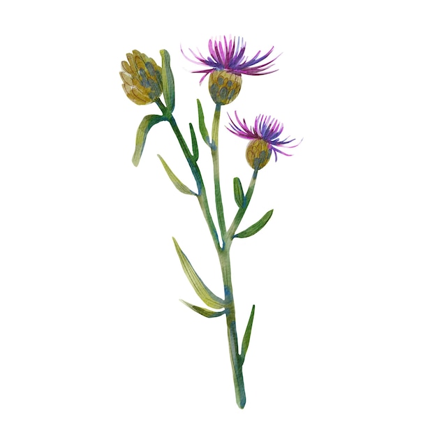 Distel isoliert auf weißem Hintergrund Aquarell-Illustration einer Wiesenblume Heilkraut