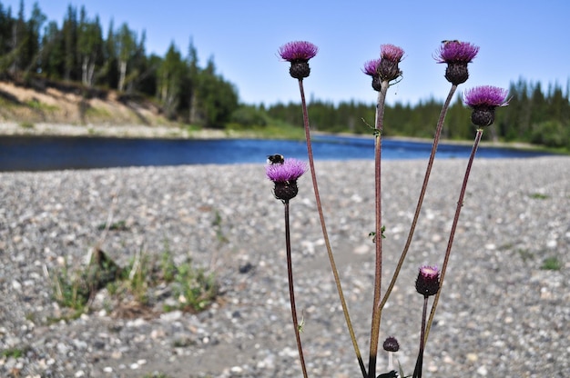 Foto distel stachelig auf dem north river