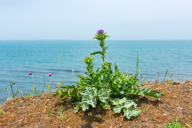 Distelblüten am Küstenstreifen