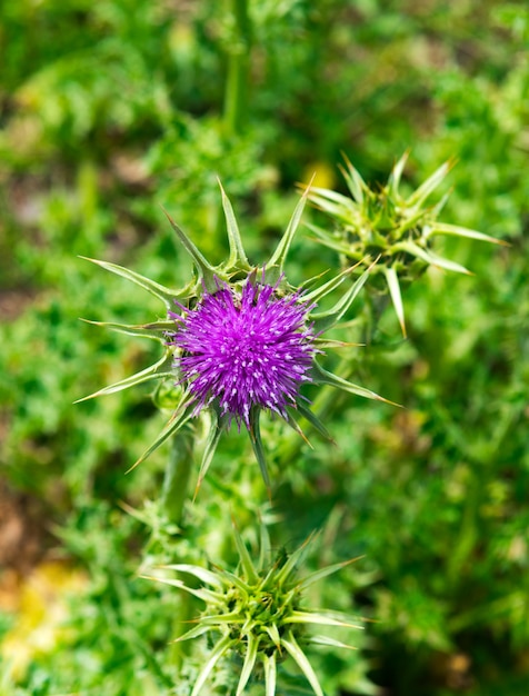 Distelblüten, Wildblume