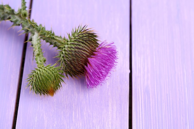 Distelblume auf hölzernem Hintergrund