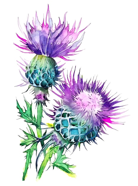 Distelblumen auf weißem Hintergrund Generative AI-Illustration in lebhaftem Aquarellstil