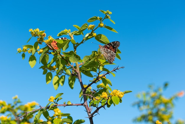 Distelfalter Schmetterling auf einem Ast