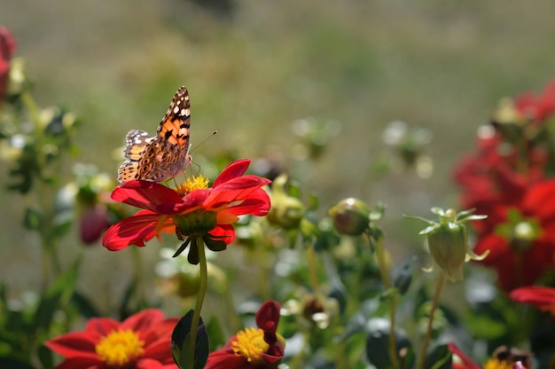 Distelfalter Schmetterling auf einer roten Dahlie Blume hautnah