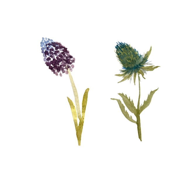 Distelhyazinthenblume violette Skizze. Eine Aquarellillustration. Handgezeichnete Textur, isoliert.