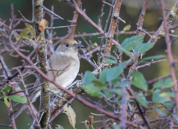 Distintas aves (currucas, reyezuelos, petirrojos, zorzales, mirlos) con sus rutinas de alimentación, observación