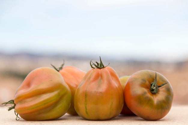 Distintas variedades de tomates de tomate valenciano