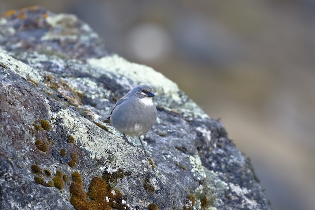 Diuca Finch de asas brancas