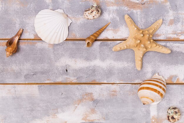 Diversas conchas marinas y estrellas de mar sobre un fondo de madera de viaje y vacaciones de fondo.