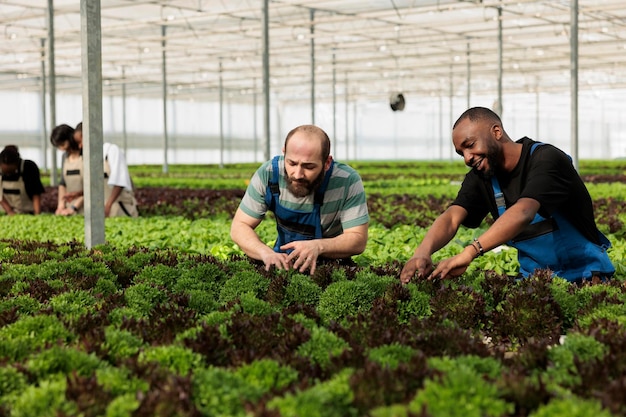 Diversas personas que trabajan arduamente para verificar el desarrollo de las plantas y recoger la cosecha para su entrega al mercado local. Grupo de trabajadores de invernadero que cultivan diferentes tipos de lechuga y microvegetales.