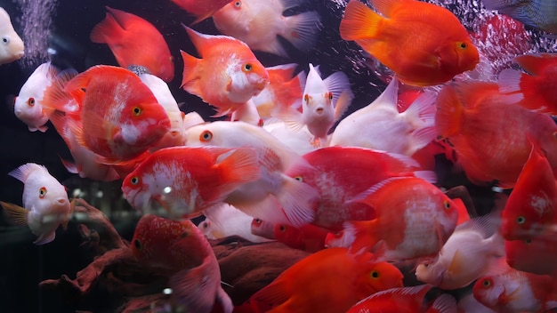 Diversidad de peces tropicales en acuarios decorativos exóticos. Surtido en tiendas de animales de la lonja.