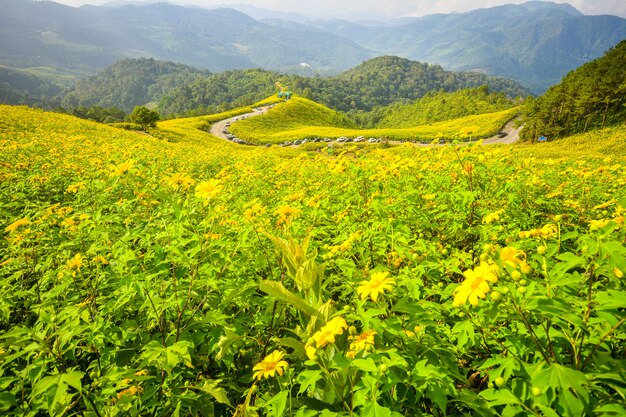 Diversifolia de Tithonia, girassol mexicano, campo de flores amarelo em Mae Hong Son, Tailândia do norte.