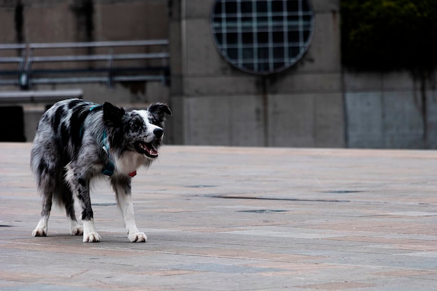 Diversión canina en el paisaje urbano Border Collie jugando con pelota naranja en la zona industrial de Medellín