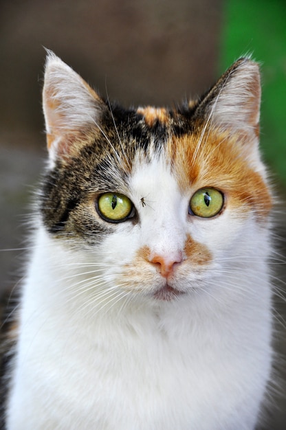 Divertida cara de gato multicolor manchado y mosquito