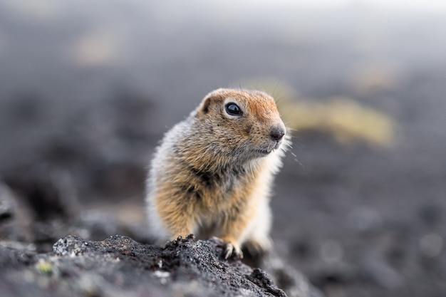 Divertida marmota con pelo esponjoso