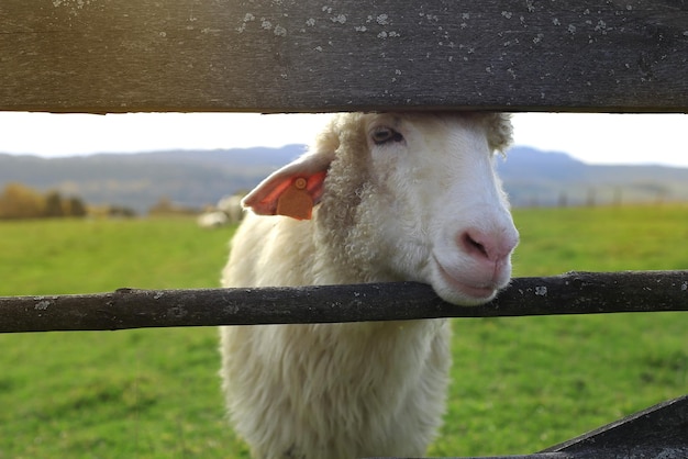 Divertida oveja blanca mira a través de la valla hacia el rebaño