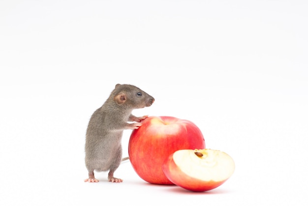 Divertida rata dumbo y manzana roja aislado sobre fondo blanco.