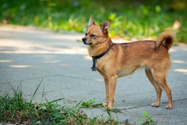 La divertida raza de perro tipo chihuahua camina por el parque.