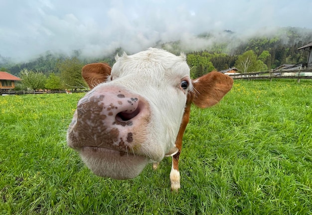 Una divertida vaca marrón se muestra con su lengua Enfoque en los ojos Lengua y nariz borrosas