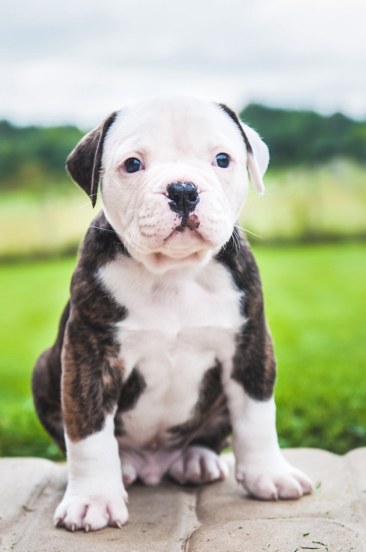 Foto divertido abrigo atigrado cachorro de bulldog americano