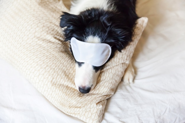 Divertido border collie con máscara para dormir en la cama