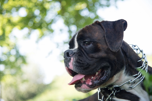 Divertido boxer atigrado en la naturaleza con cuello estricto