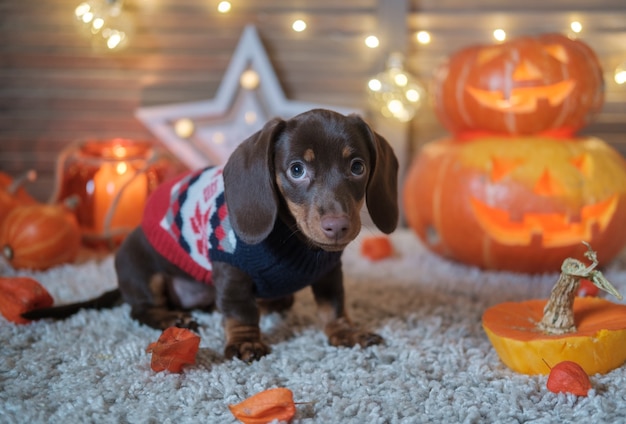 Divertido cachorro de color chocolate dachshund en el fondo de hermosas calabazas naranjas con velas en la fiesta de halloween
