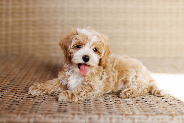 El divertido cachorro Maltipoo descansa en un interior moderno